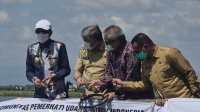 Gubernur Sulsel panen udang di Pinrang. (Ist)