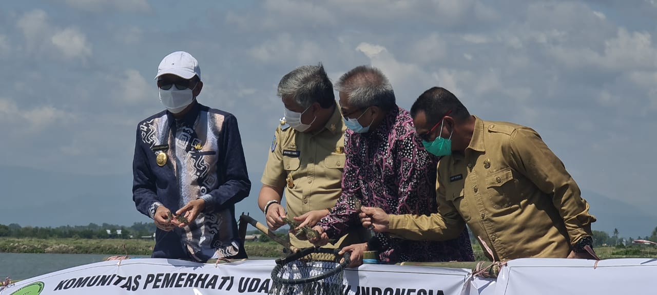 Gubernur Sulsel panen udang di Pinrang. (Ist)