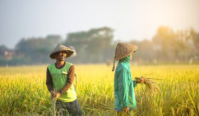 Hari Krida Pertanian diperingati setiap 21 Juni. (Int) Hari Krida Pertanian diperingati setiap 21 Juni. (Int)