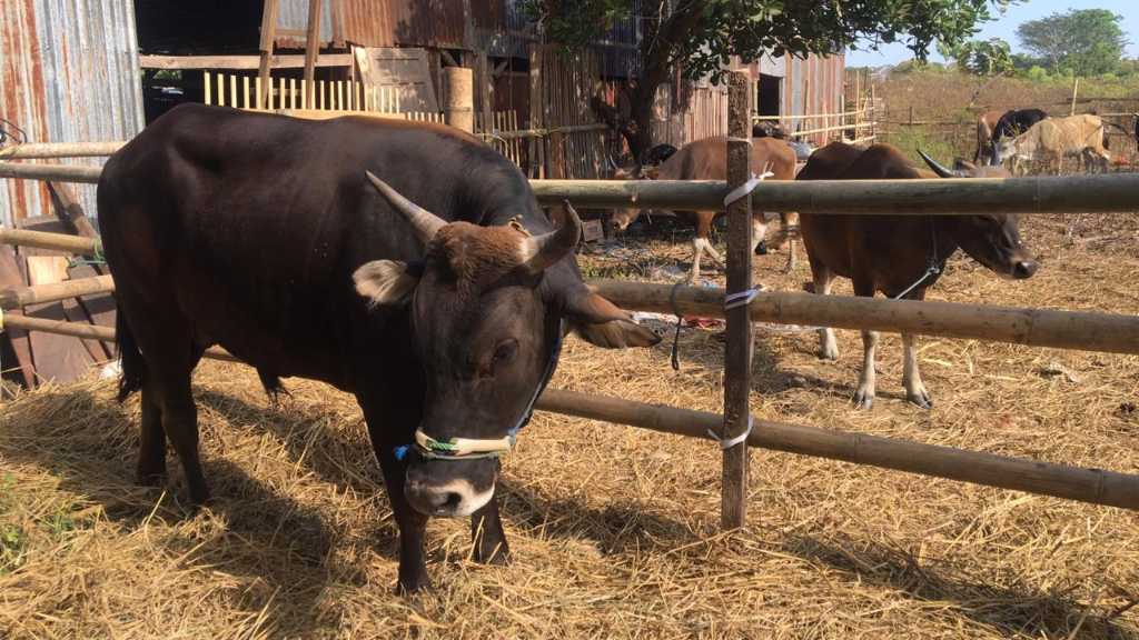 Ilustrasi sapi qurban di Makassar. (Int) Ilustrasi sapi qurban di Makassar. (Int)